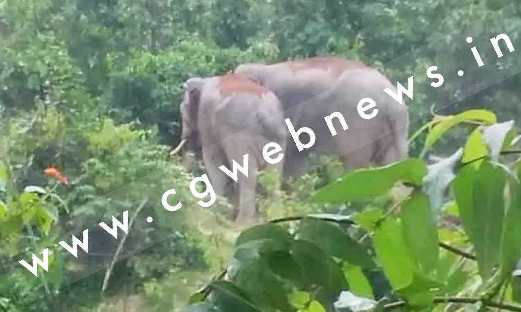 छत्तीसगढ़ - सात हाथियों का दल पँहुचा रिहायशी इलाके में , ग्रामीणों में दहशत का माहौल